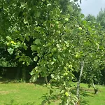 Hébergement de vacances La Pomme D'or Maison 8 Personnes